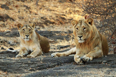 Sasan Gir